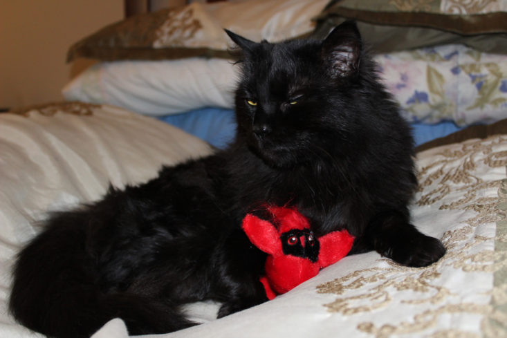 Black cat with red toy