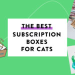 The Best Cat Subscription Boxes – As Voted by Our Readers!