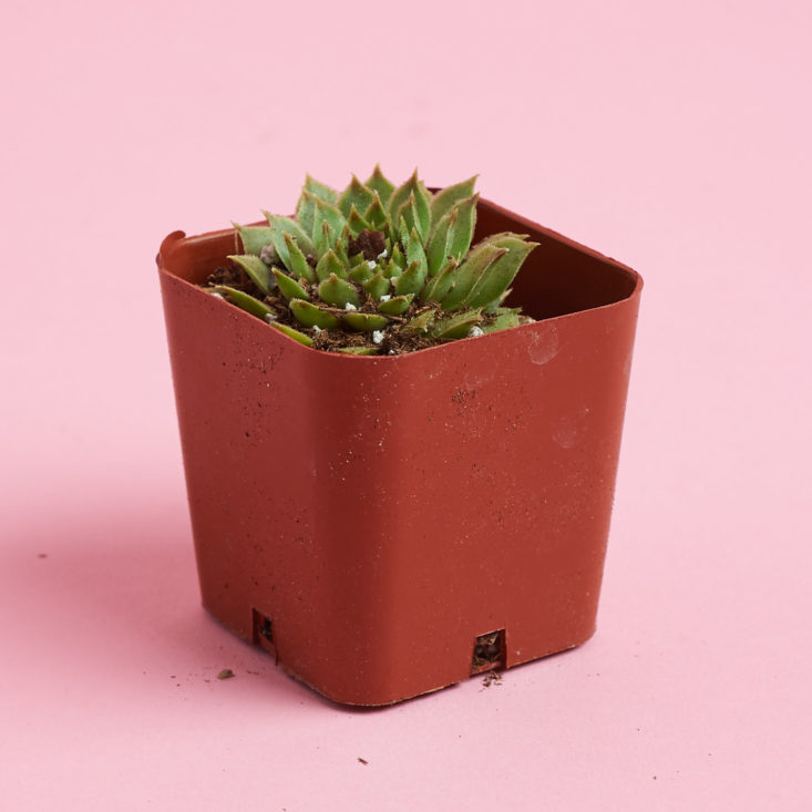 succulents box plant with lots of points