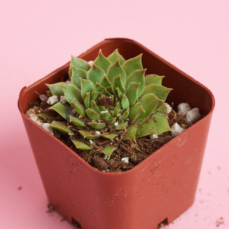 succulents box small plant