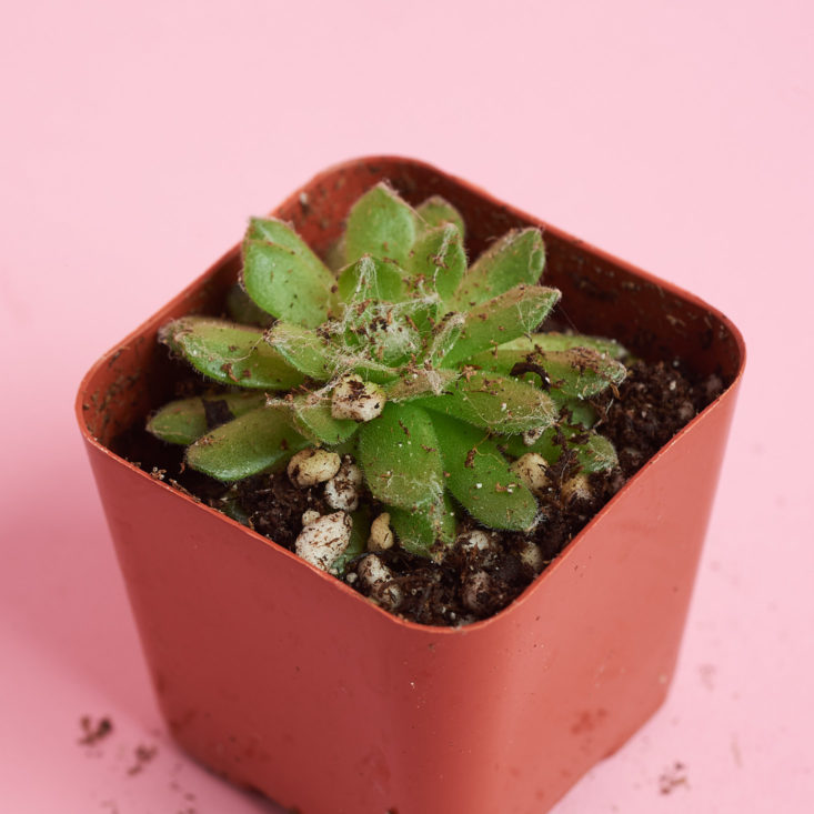 succulents box small long leaf plant