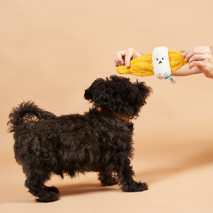 BarkBox September 2018 - Dog With Bark Box Roly Cannoli 1