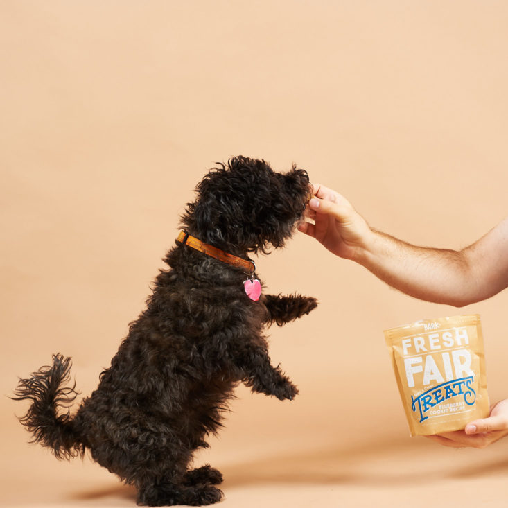 BarkBox September 2018 - Dog With BarkBox Fair Treats Blueberry Cookie Recipe 1