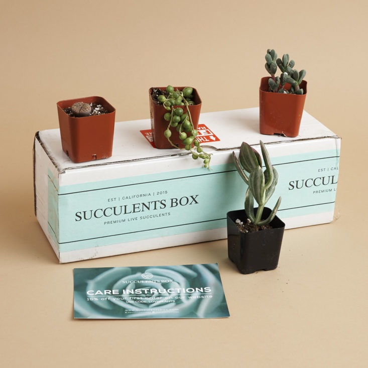 succulents box plant subscription box