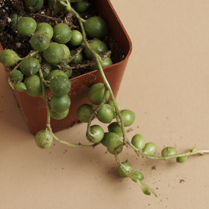 succulents box ball shaped leaves