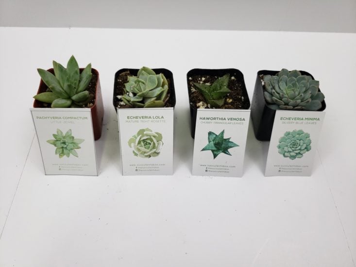 Succulents Box Review October 2018 - Box Products Open Front