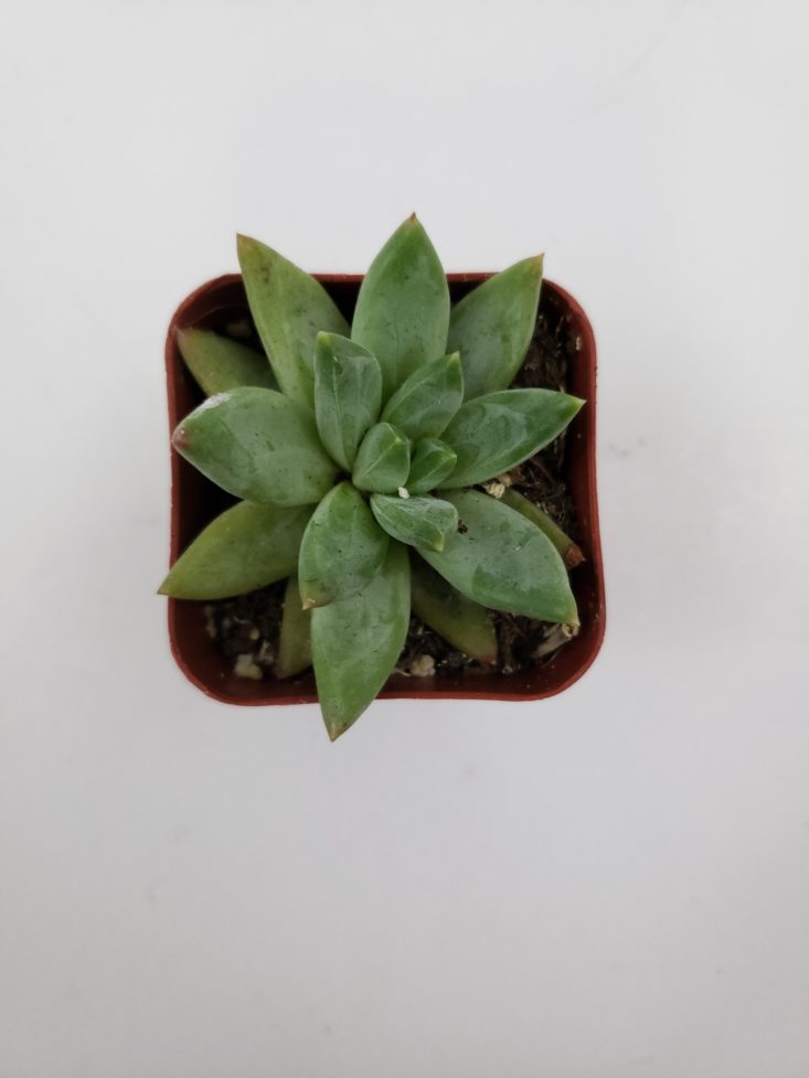 Succulents Box Review October 2018 - Little Jewel Top