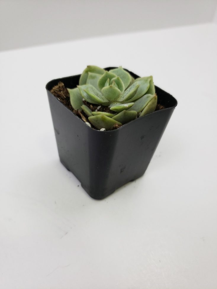 Succulents Box Review October 2018 - Mature Tight Rosette Front