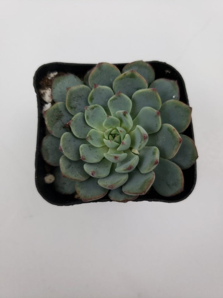 Succulents Box Review October 2018 - Silvery Blue Leaves Top
