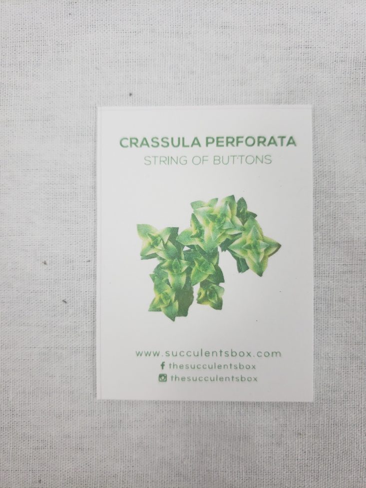 Succulents November 2018 - Crassula Perfprata Template