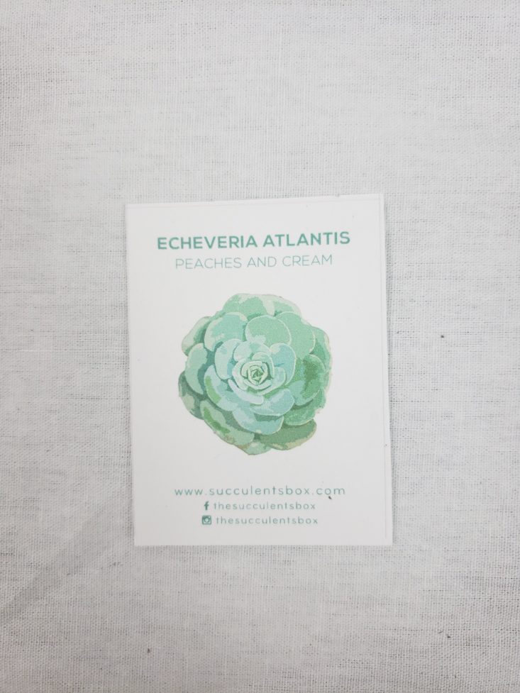 Succulents November 2018 - Echeveria Atlantis Template
