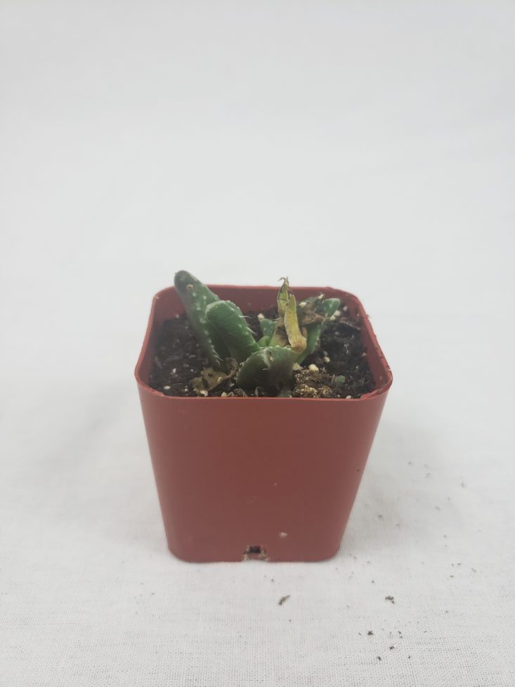 Succulents November 2018 - Faucaria Tigrina Front