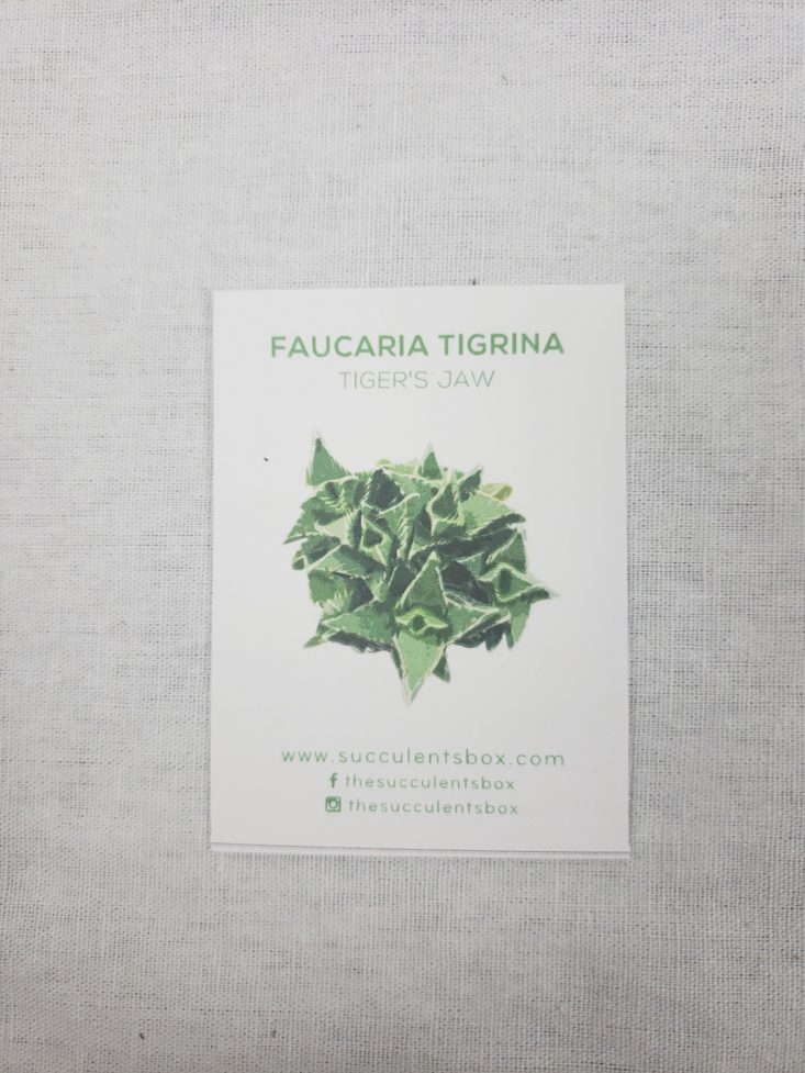 Succulents November 2018 - Faucaria Tigrina Template