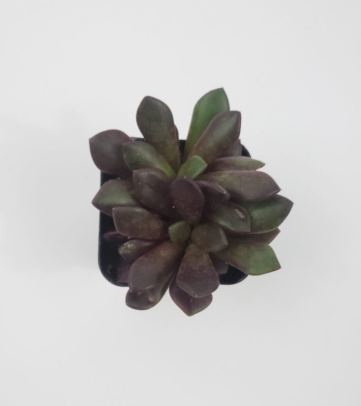Succulents Box December 2018 - Anacampseros Top