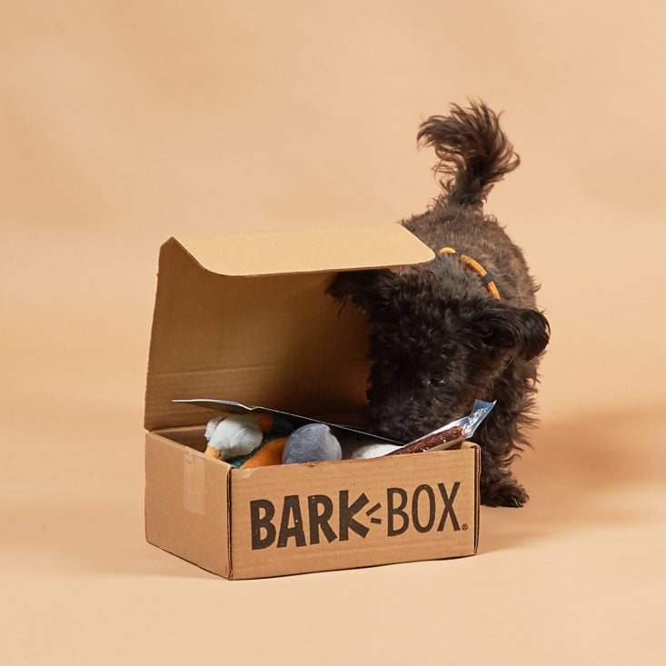 Barkbox January 2019 - Puppy With Barkbox Front