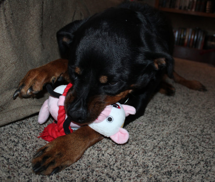 Rescue Box January 2019 - Nyx Playing With Cash And Coop Cupid Bear With Rope Top Front 5