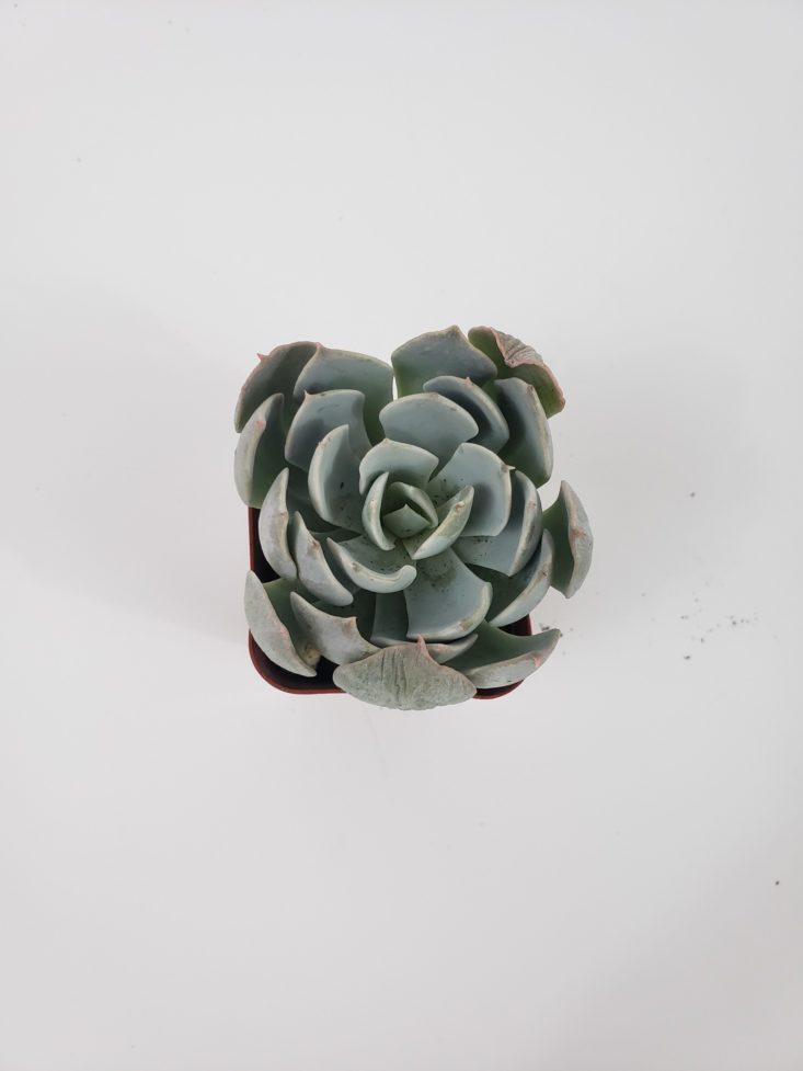 Succulents Box January 2019 - Plant Blue Fairy Top