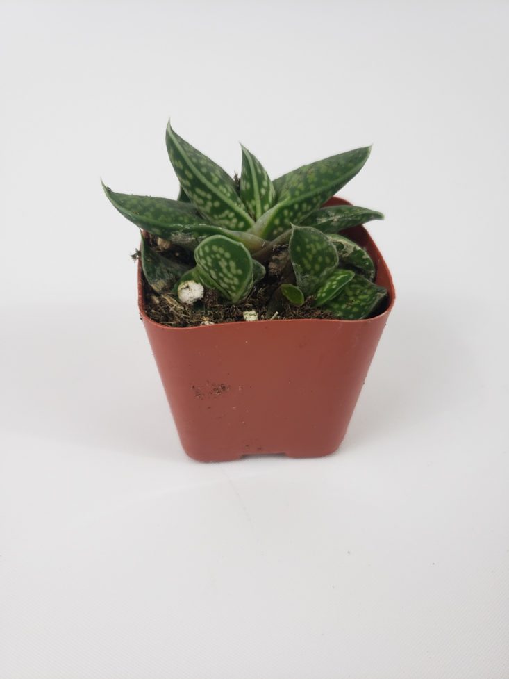 Succulents Box January 2019 - Plant Little Warty Front
