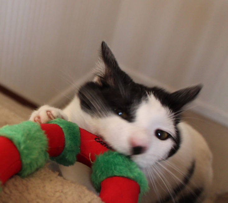 Vet Pet Box Cat January 2019 Box - Angus With Candy Cane 5 Front