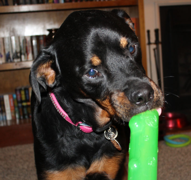 Vet Pet Box Dog January 2019 - Nyx Playing With Kong Squeezz Stick Dog Toy Front