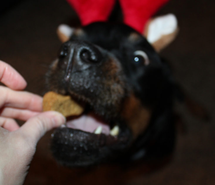 Vet Pet Box Dog January 2019 - Nyx Wear Zippypaws Antlers Top