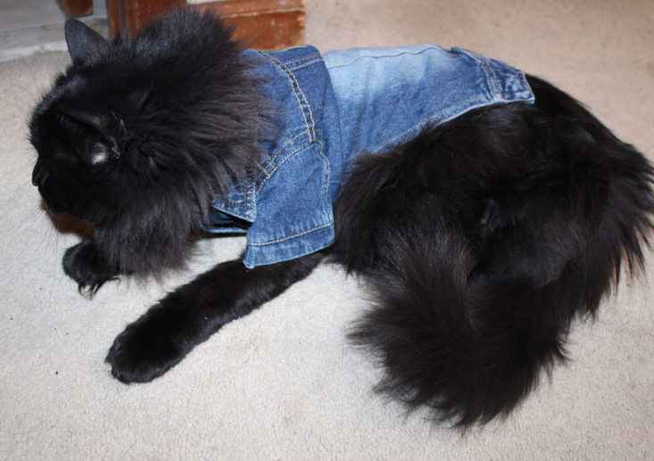 Whiskerbox January 2019 - Madison Wearing Denim Cat Costume Front