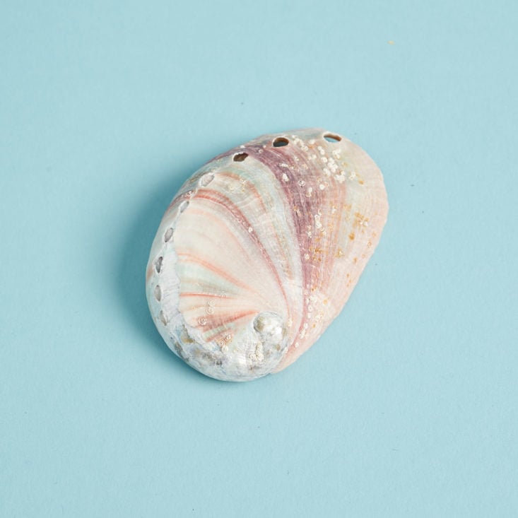 Wonderful Objects Serenity and Clarity February 2019 abalone shell back