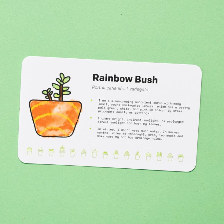 Succulent Studios March 2019 rainbow bush info