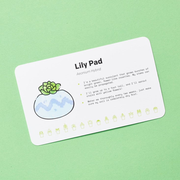 Succulent Studios March 2019 lily pad info