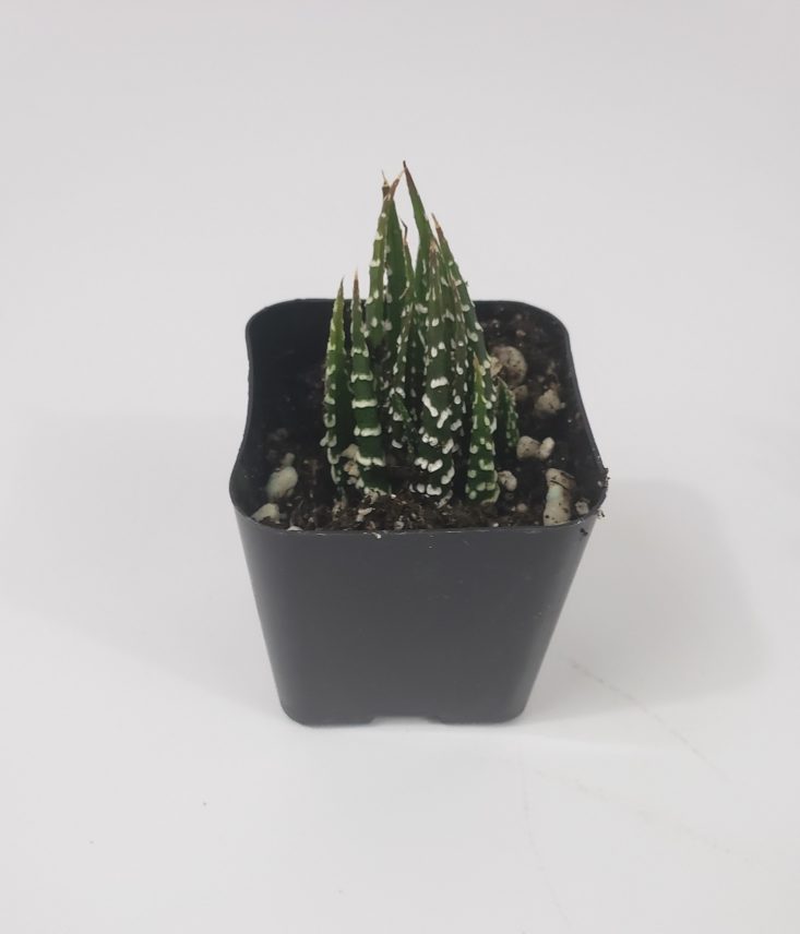 Succulents Box March 2019 - Haworthia Fasciata “Zebra Plant” 1 Top