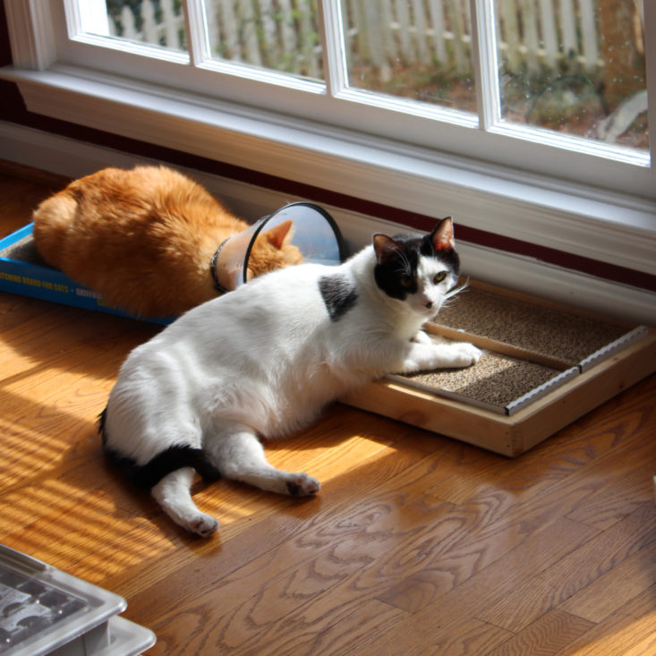 Vet Pet Box Cat March 2019 - Cat Weight Front