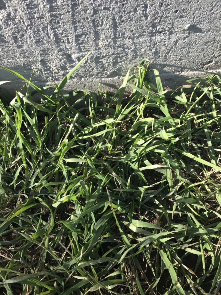 19 KidArt Lit April 2019 - Green Grass