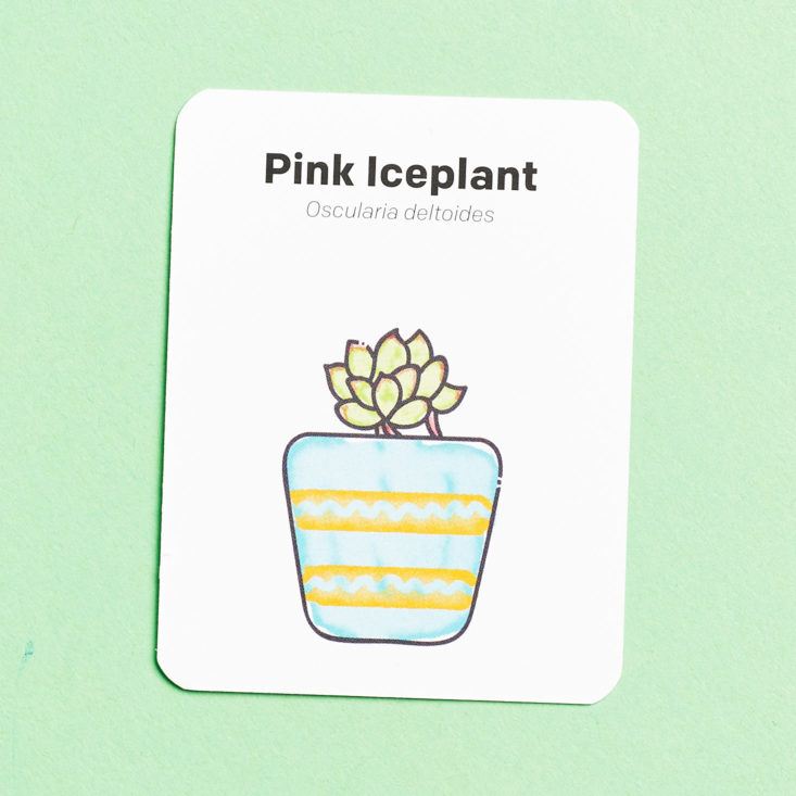 Succulent Studios April 2019 iceplant info card