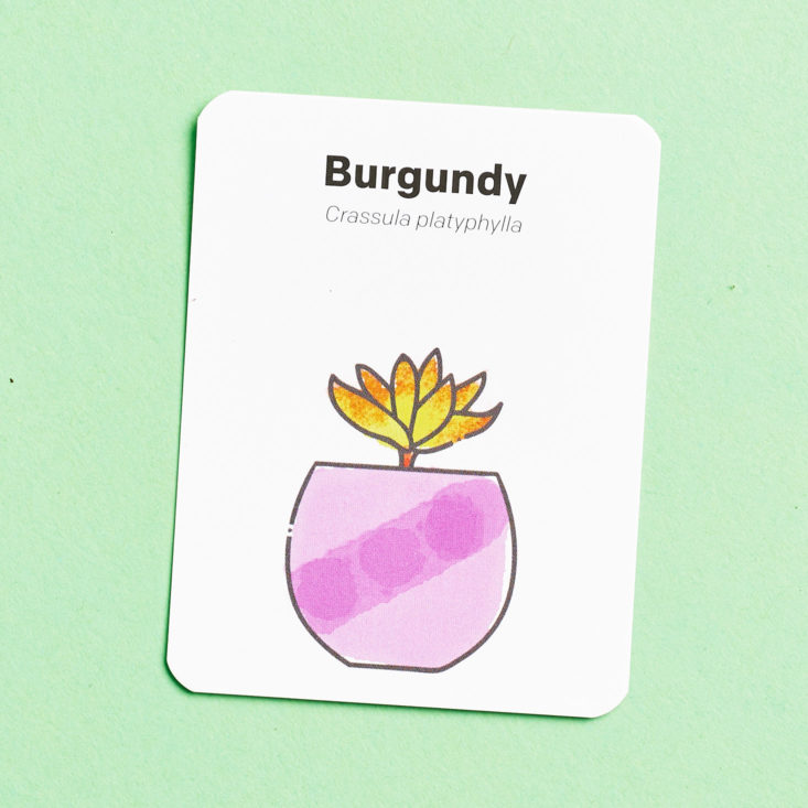 Succulent Studios April 2019 burgundy card front