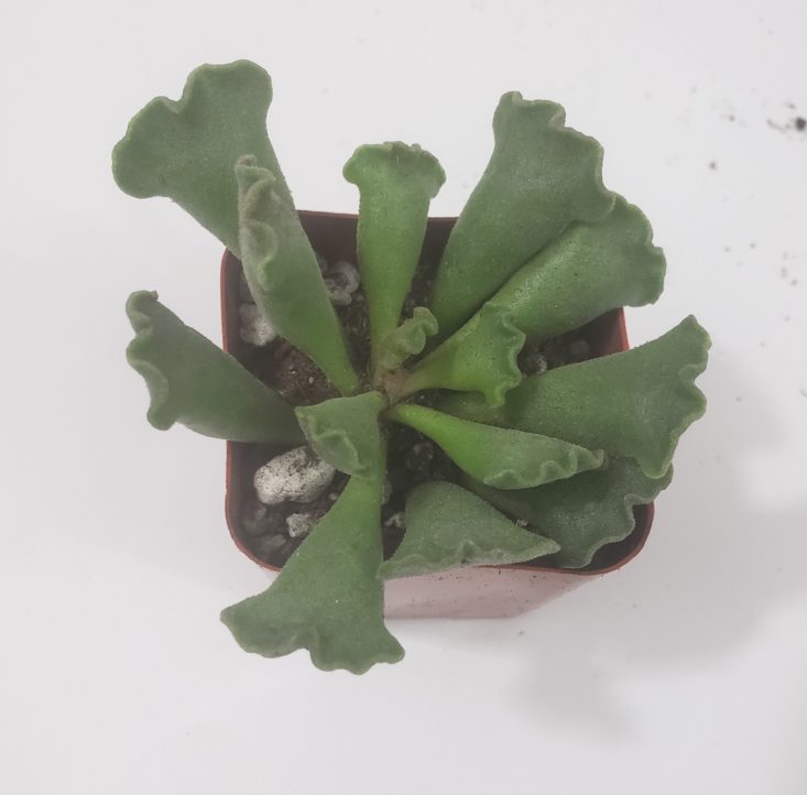 Succulents Box Review April 2019 - Adromischus Cristatus Top