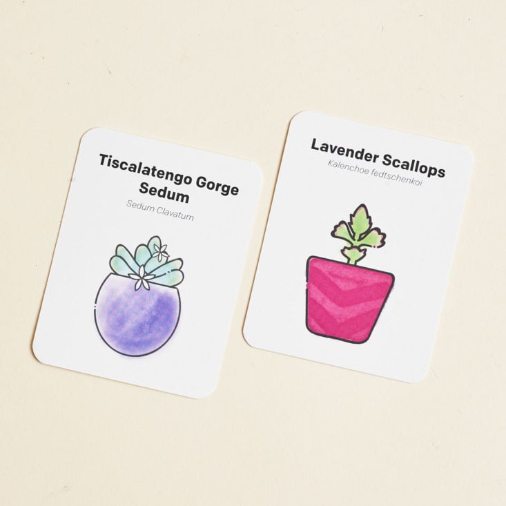 Succulent Studios May 2019 plant subscription review plant card front