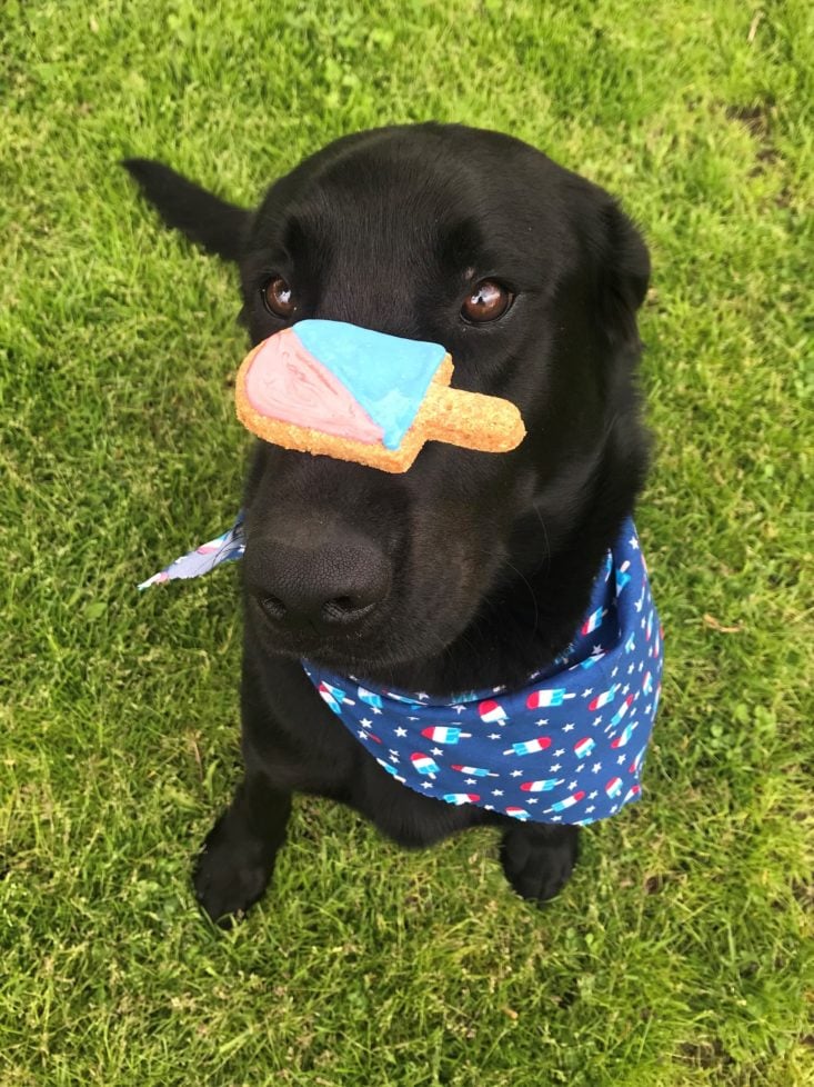 Mini monthly mystery box for dogs June 2019 - Scout with cookie Front