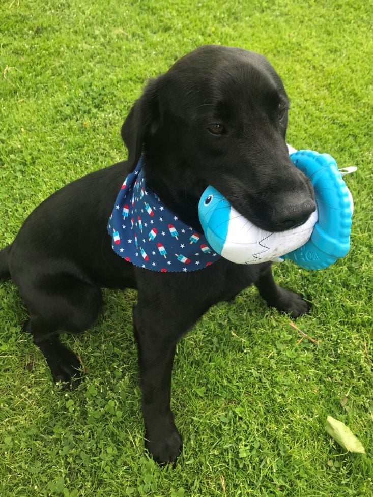 Mini monthly mystery box for dogs June 2019 - Scout with shark toy