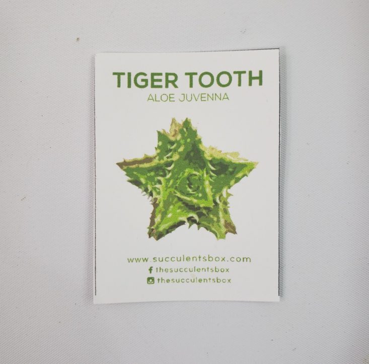 Succulents Box Review June 2019 - Tiger Tooth Aloe Juvenna 4 Infor Card Top