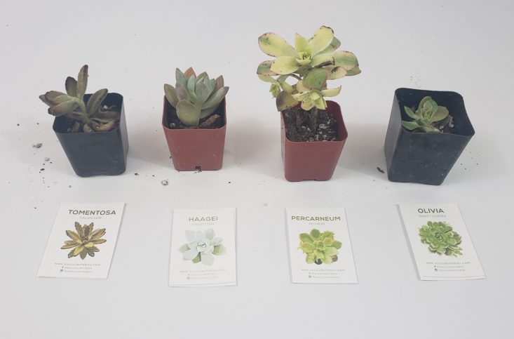 Succulents May 2019 - All Product Review