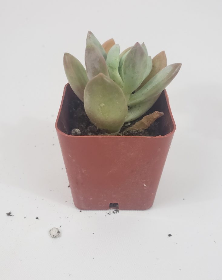 Succulents May 2019 - Haagei 1