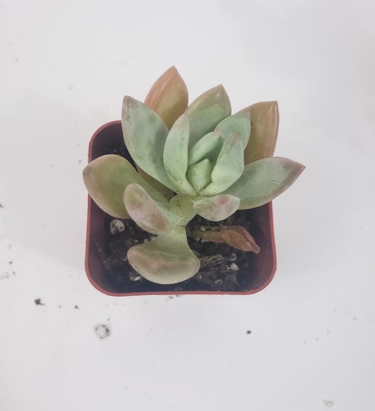 Succulents May 2019 - Haagei 2