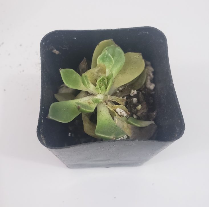 Succulents May 2019 - Oliva 1