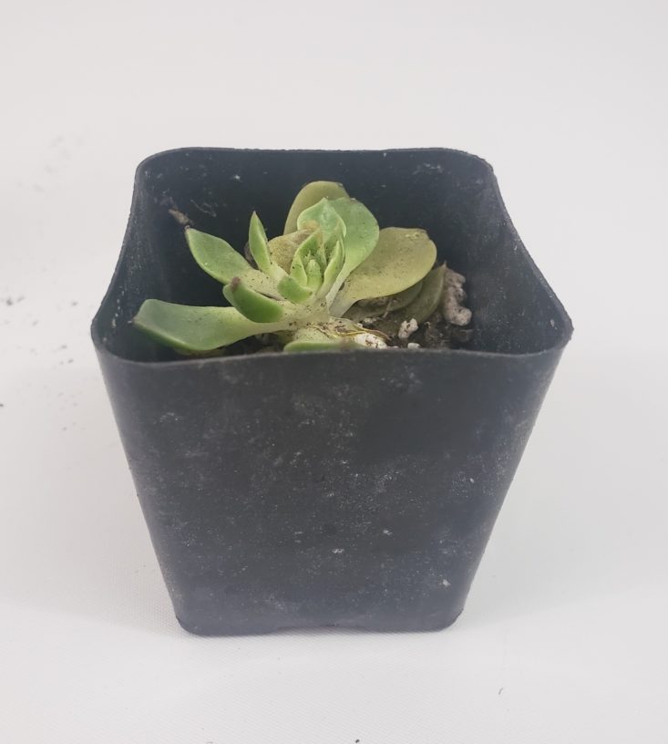 Succulents May 2019 - Oliva 2