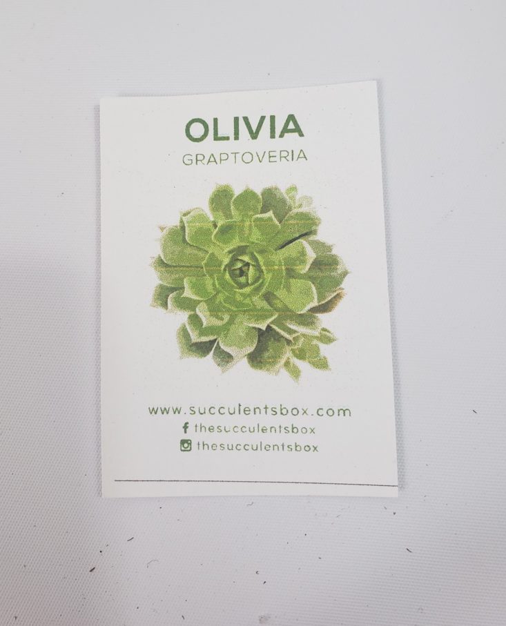 Succulents May 2019 - Oliva 3