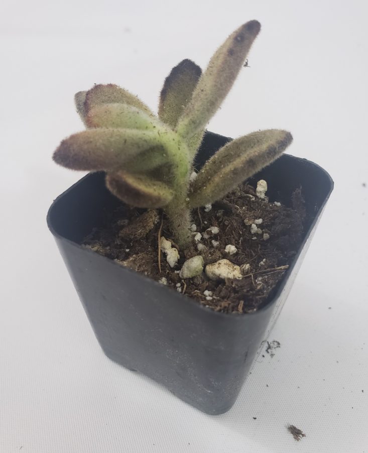 Succulents May 2019 - Tomentosa 4