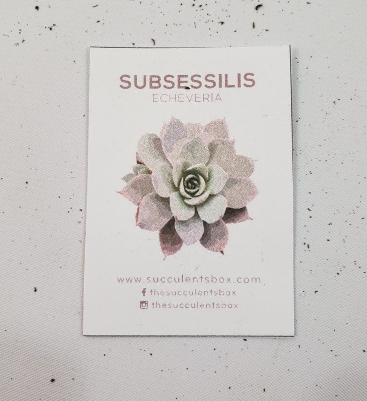 Succulents August 2019 - Subsessilis Echeveria 4