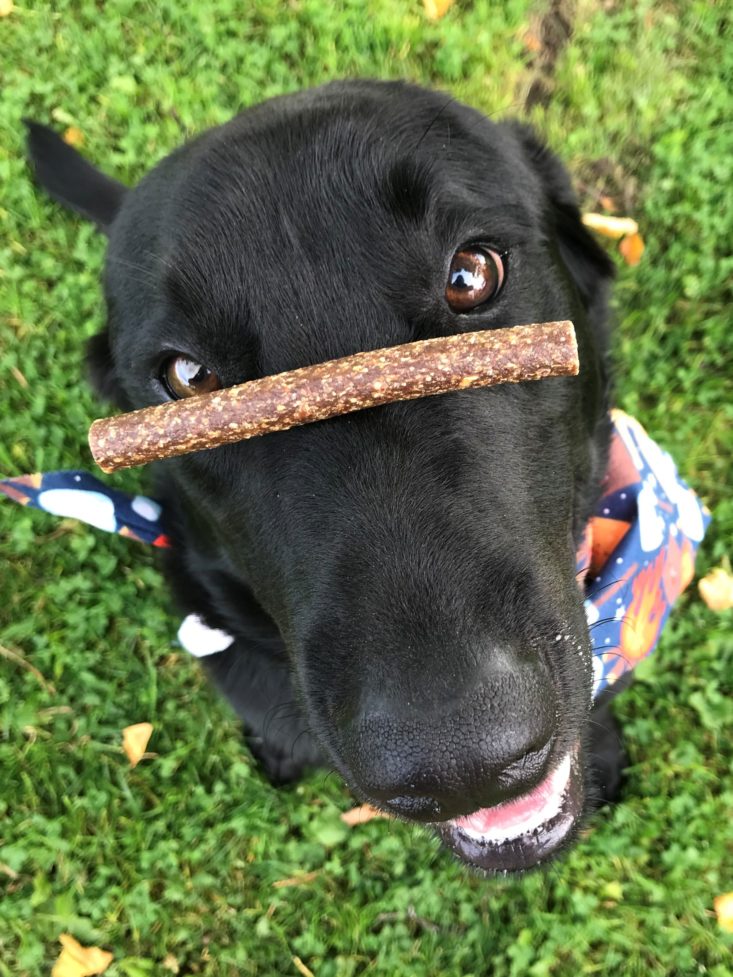 Pet Treater Dog September 2019 - The Pound Bakery Lamb and Apple Trail Chews On Scouts Nose