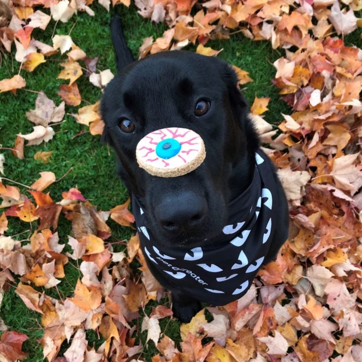 Pet Treater Oct 2019 scout with eyeball
