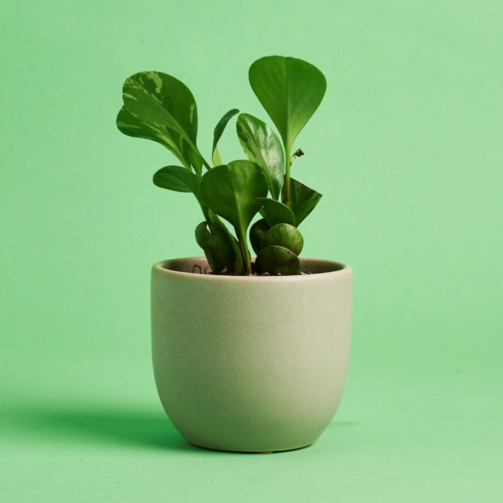 How to Care for Peperomia Plants Indoors - The Sill